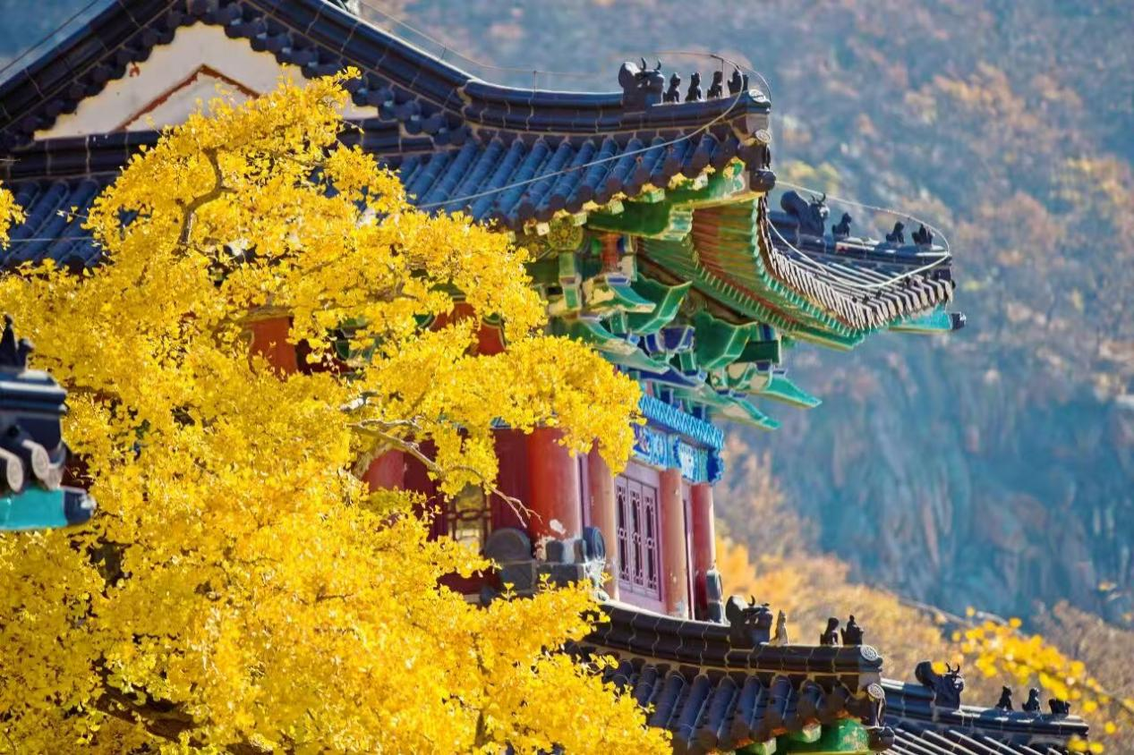 “连云港”读城 | 千年银杏:深秋古寺满庭金